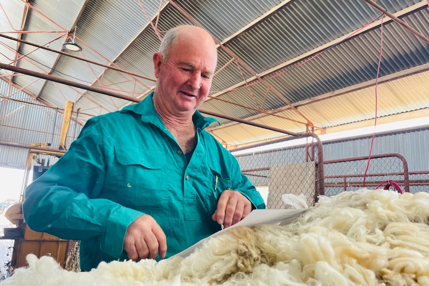 A man in a green work shirt standing in a shearing shed sorting through a Merino wool fleece