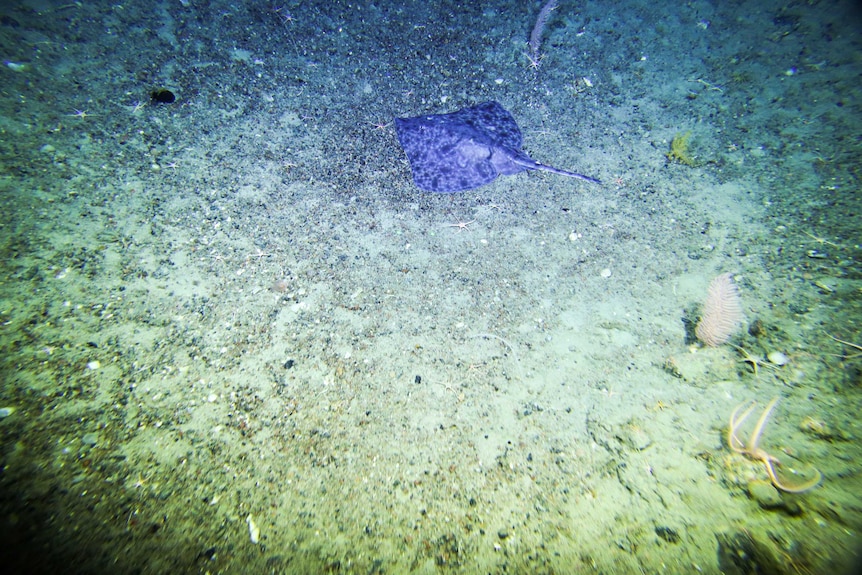 Deep sea vision of a stingray off the coast of eastern Antarctica, 2017