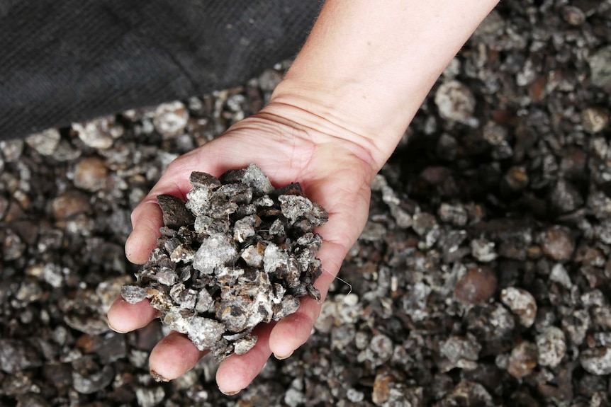 A hand holds IMO 3. It's a mix of ground up macadamias covered in mould. It looks like gravel.