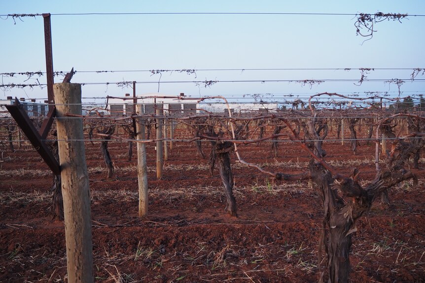 Empty grape vines with a farm building in the distance.