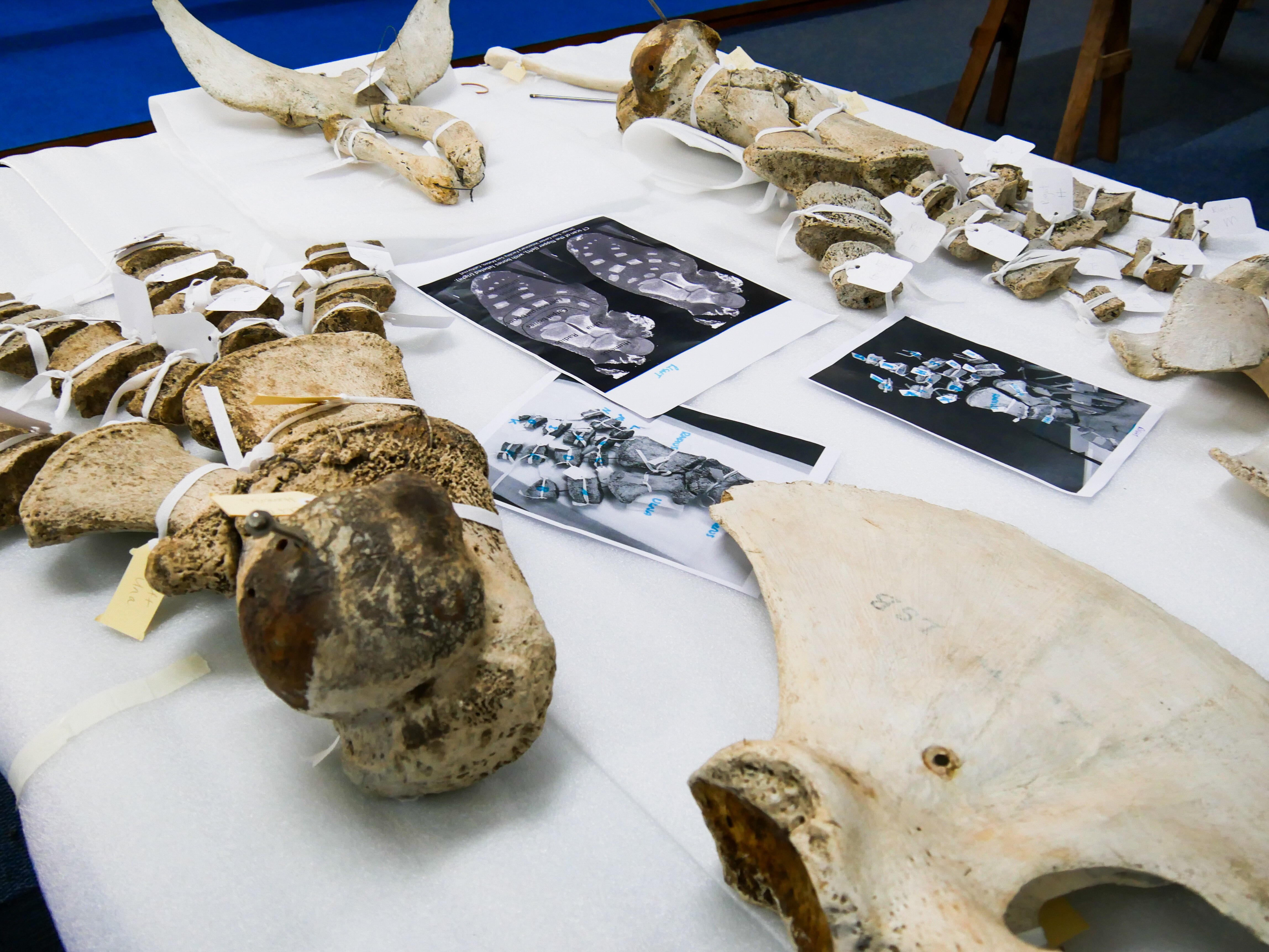 A collection of bones on a table with charges and tags