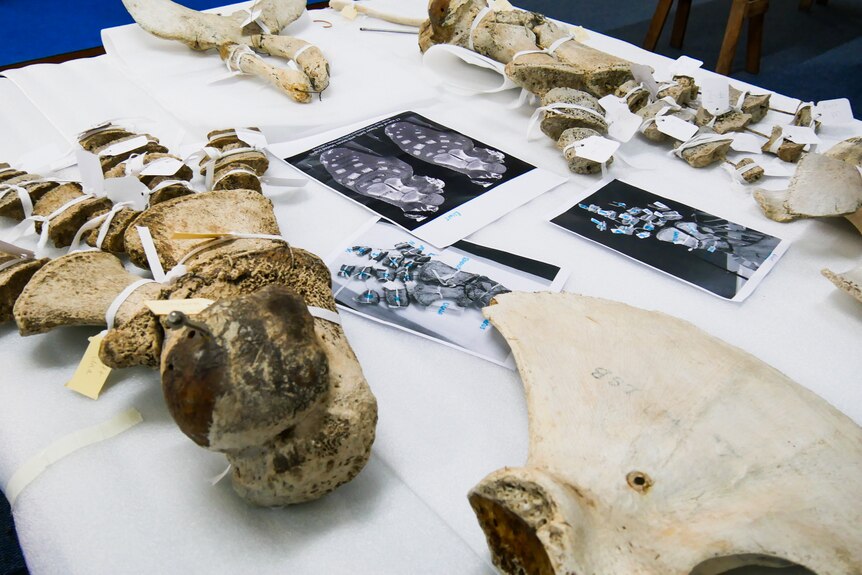 A collection of bones on a table with charges and tags
