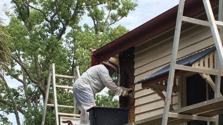 Man stands on ladder with bee smoker