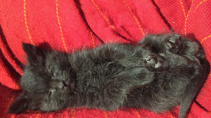 A kitten lies sleeping on a blanket.