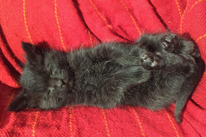 A kitten lies sleeping on a blanket.