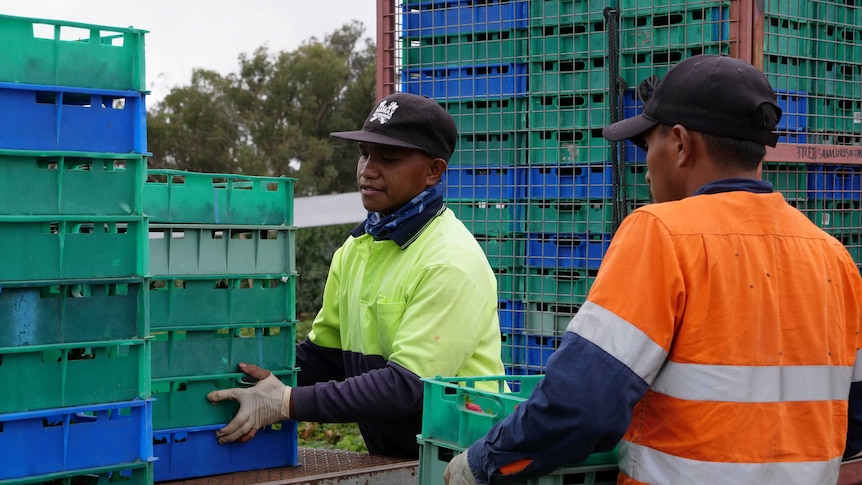 Two men wearing high vis and black caps load the back of a truck with crates full of strawberries.