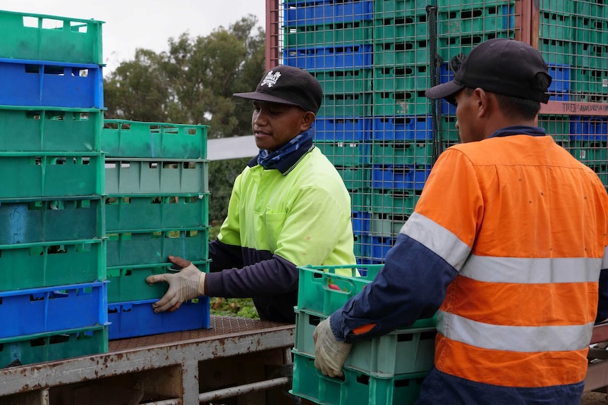 Two men wearing high vis and black caps load the back of a truck with crates full of strawberries.