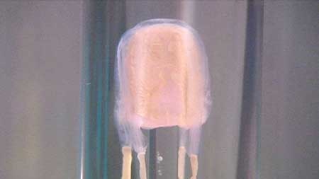 Scientists say box jellyfish can survive many kilometres inland.