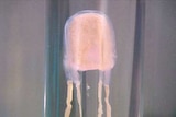 Scientists say box jellyfish can survive many kilometres inland.