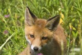 A wild fox cub