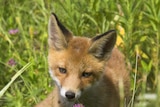 Wild fox cub