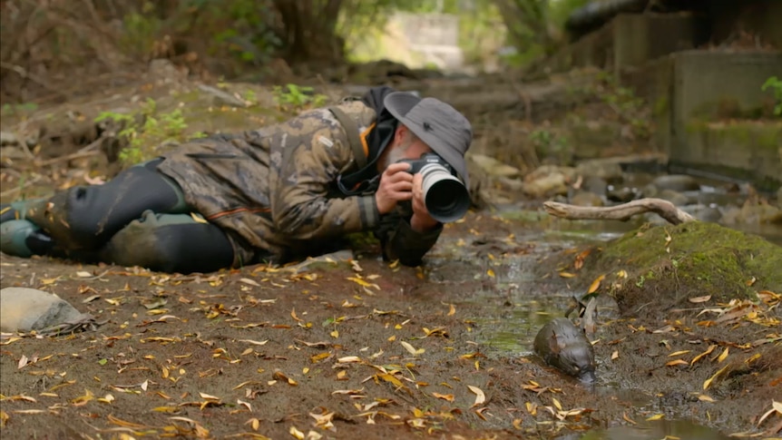 A man trains a camera on a baby platypus
