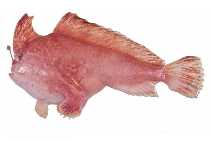 A strange looking fish seen from the side.