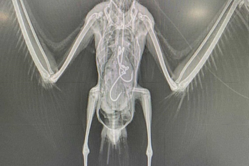 X-ray image of a pelican with hooks and fishing line visible