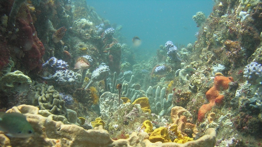 Brightly coloured coral and fish in the sanctuary zone