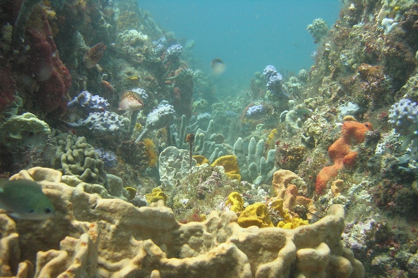 Brightly coloured coral and fish in the sanctuary zone