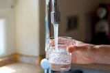 A glass being filled with tap water