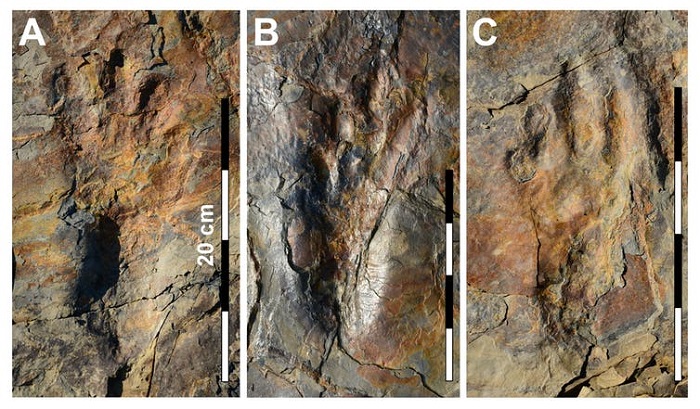 Photographs of well-preserved track impressions, believed to have come from a large, ancient bipedal crocodile.