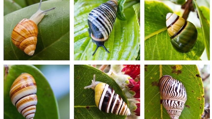 Collage of 6 brightly colourful snails on leaves.