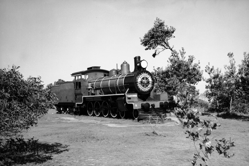 A black-and-white photograph of a steam train surrounded by scrubby plants.