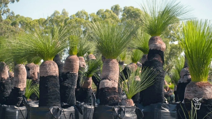 Large collection of grass trees growing in black nursery bags