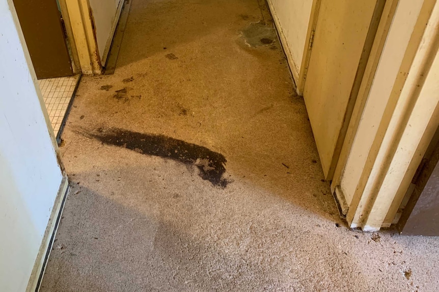 a dark red streak across a carpeted floor