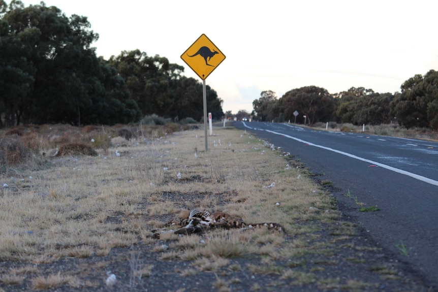 With more than 14 million kangaroos across New South Wales warning signs are necessary.
