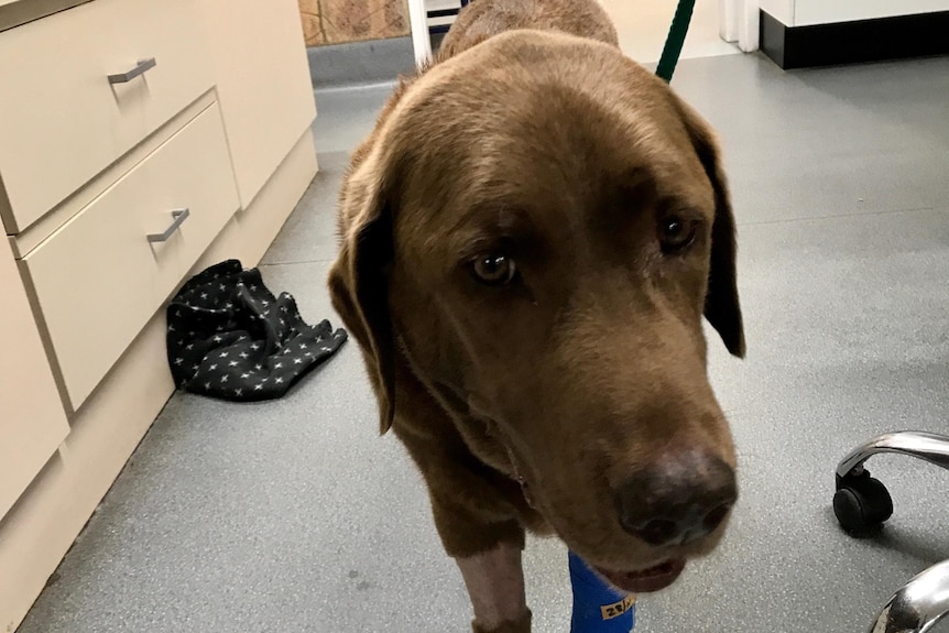 Brown medium-sized dog with wraps around both legs looks tired