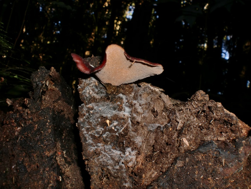 White, fluffy substance growing over wood.