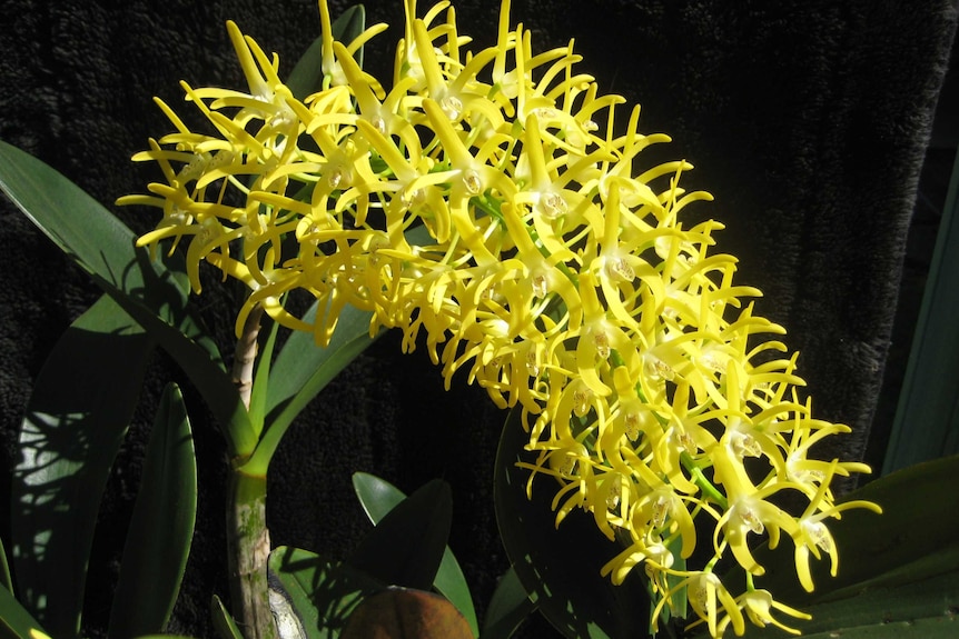 Long stems of bright yellow orchids.