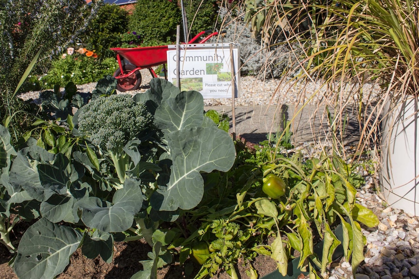 Broccoli and capsicum growing in a garden, with a sign that says 'Community garden, please cut what you need'.