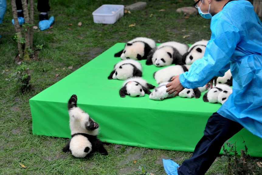 A giant panda cub falls from the stage while 23 giant pandas born in 2016 seen on a display