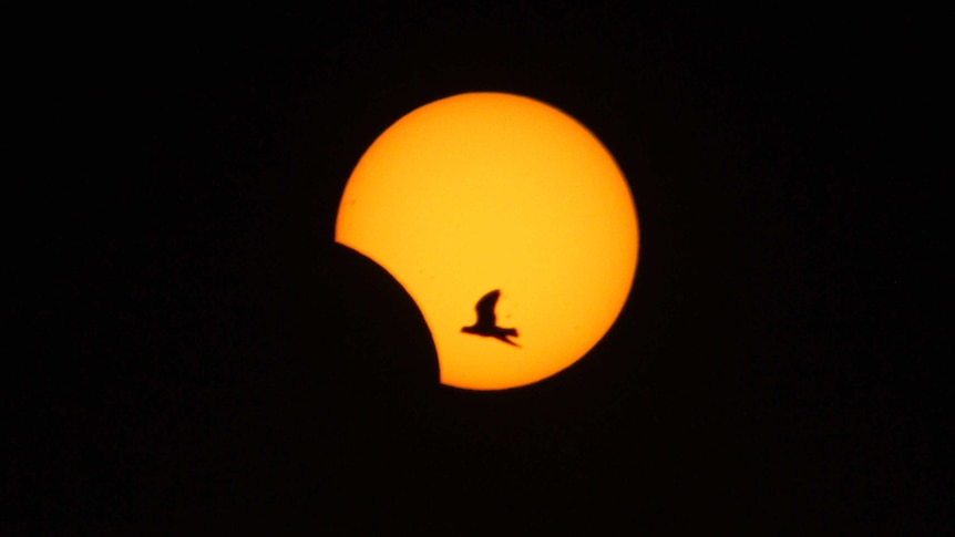 A bird flies into view as the Sun is partially eclipsed by the Moon in Sidon, southern Lebanon.