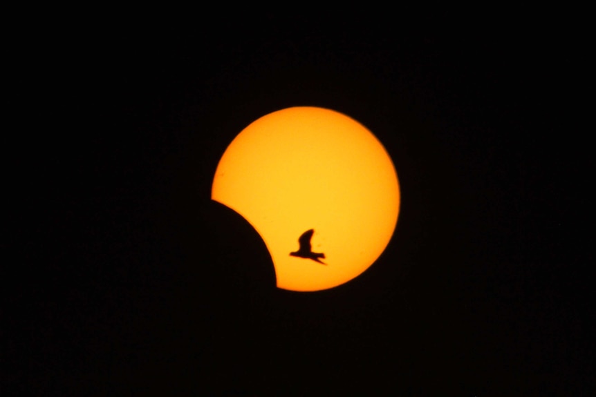 Bird flies into view as Sun is partially eclipsed in Lebanon