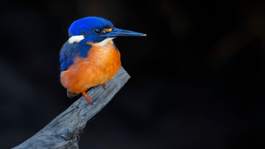 A Tasmanian azure kingfisher sits on a bare branch against a dark background