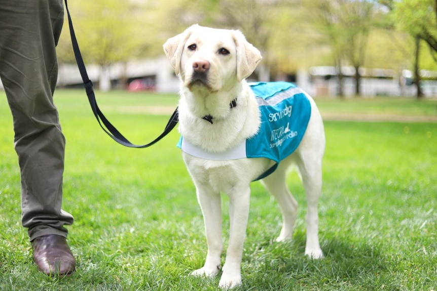 A labrador in a service harness.