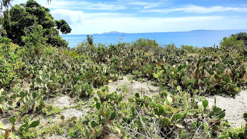 a grassy beach overlooking blue waters, covered in spiky green plants