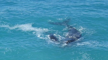 Whales in the Great Australian Bight