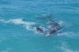 Whale boom in Great Australian Bight