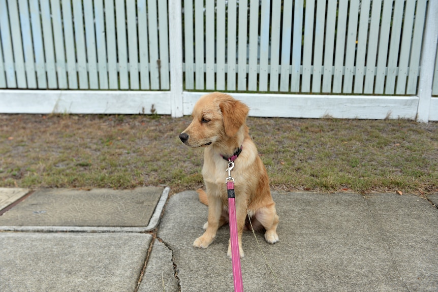a golden retriever puppy dog on a leash outdoors on a footpath