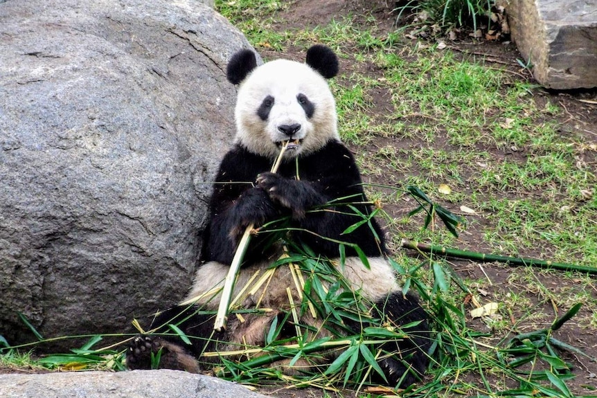 Adelaide Zoo panda eating bamboo