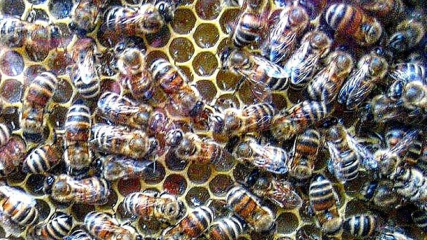 Ligurian honey bees move around on honeycomb.
