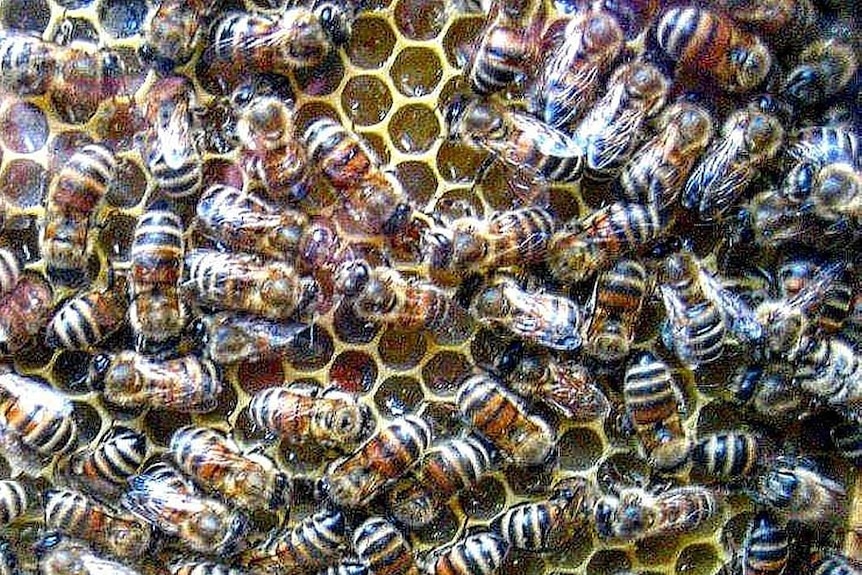 Ligurian honey bees move around on honeycomb.