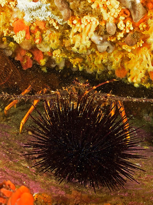 A rock lobster behind a sea urchin