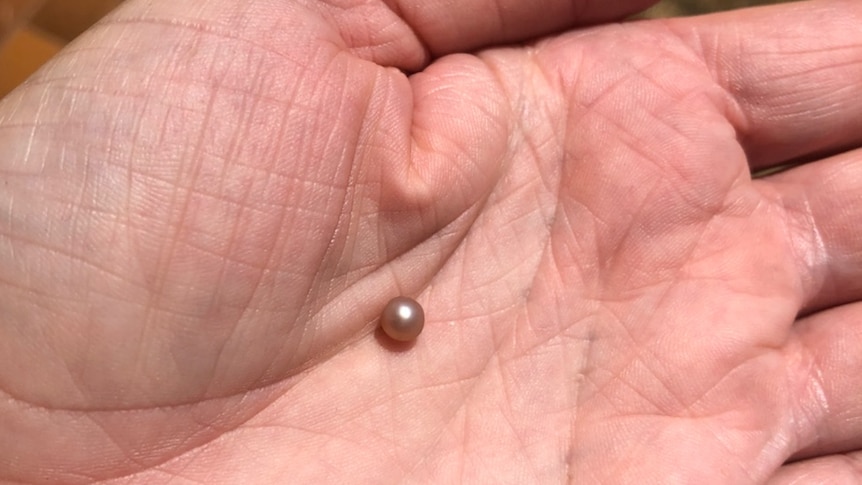 Fisherman discovers treasured pearl inside razor fish - ABC News
