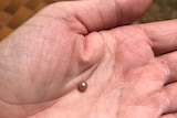 A hand holds a small pearl.
