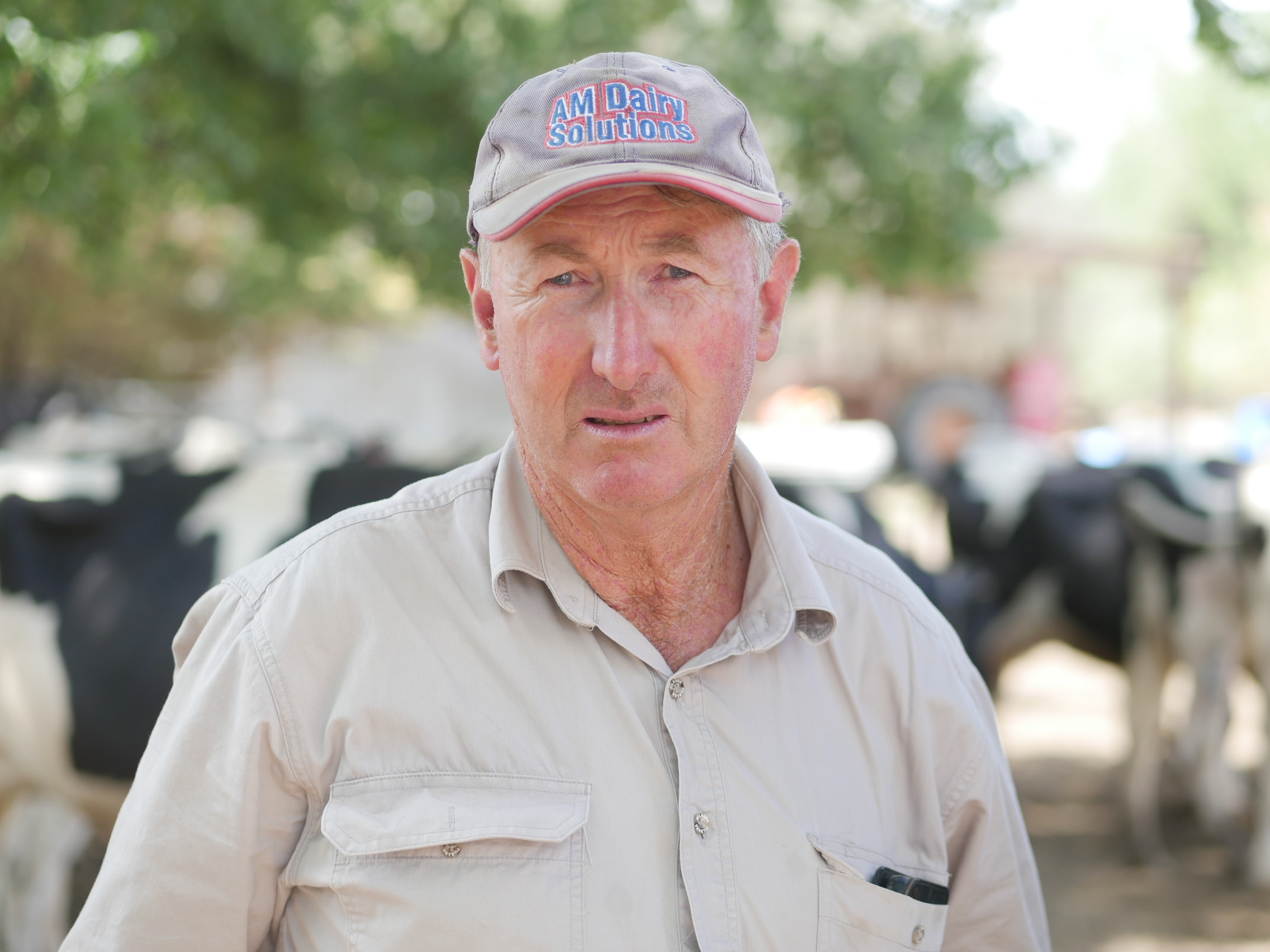 Un hombre con una camisa beige y vacas blancas y negras al fondo.