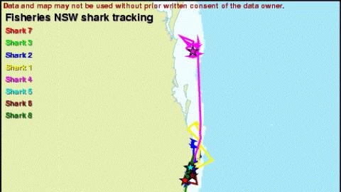 north coast shark map