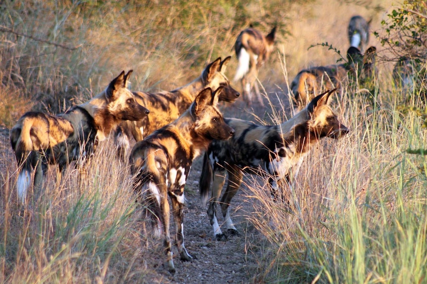 African wild dogs