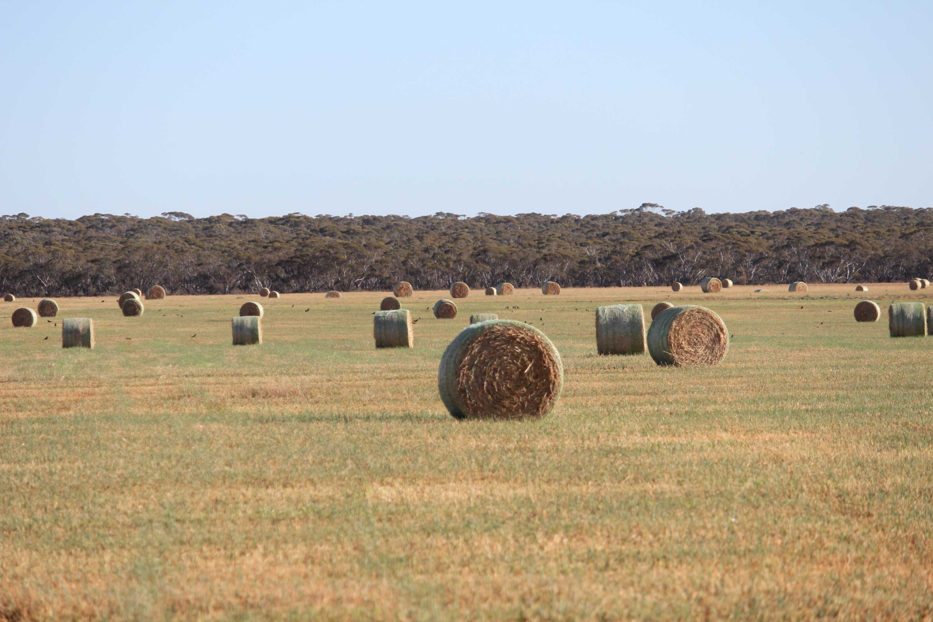 Growing hay, growing jobs Irrigated lucerne venture brings hope to